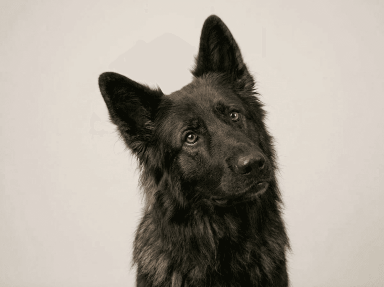 Gevako Deutscher Schäferhund-Maskottchen mit neugierigem Ausdruck, das die kompromisslose No-Nonsense-Mentalität der Marke für Smart-Home-Hardware repräsentiert.
